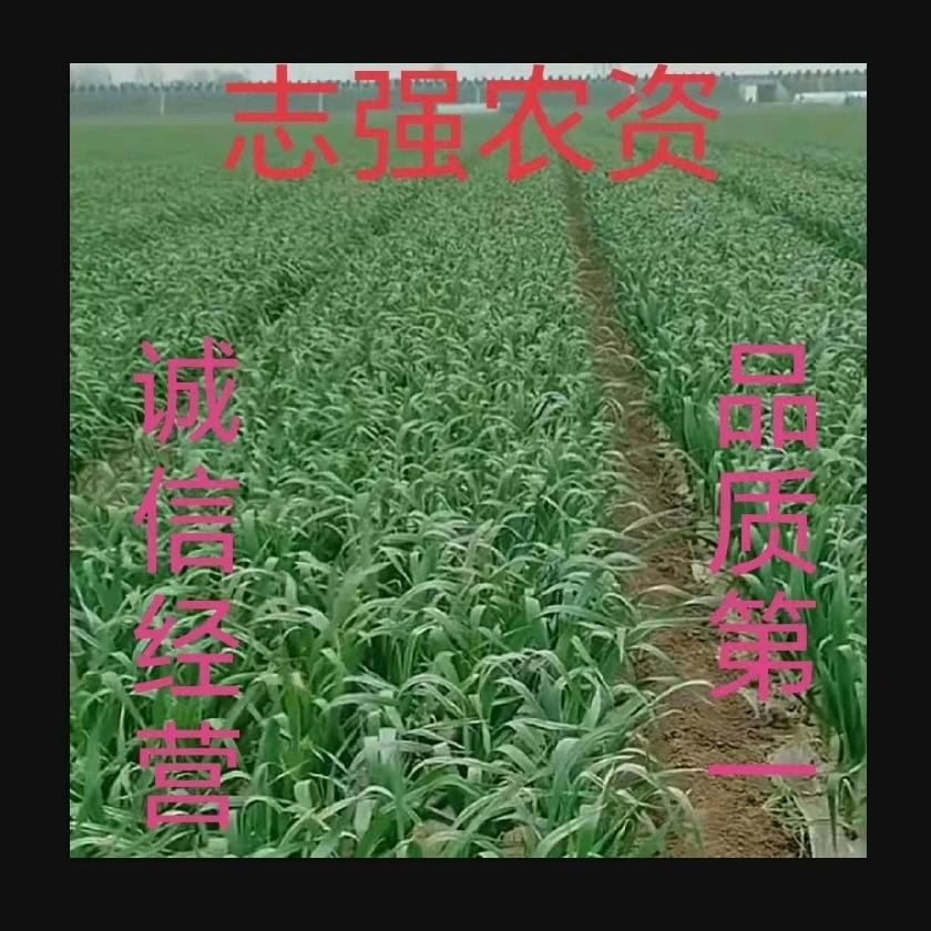 杞县阳堌志强农资