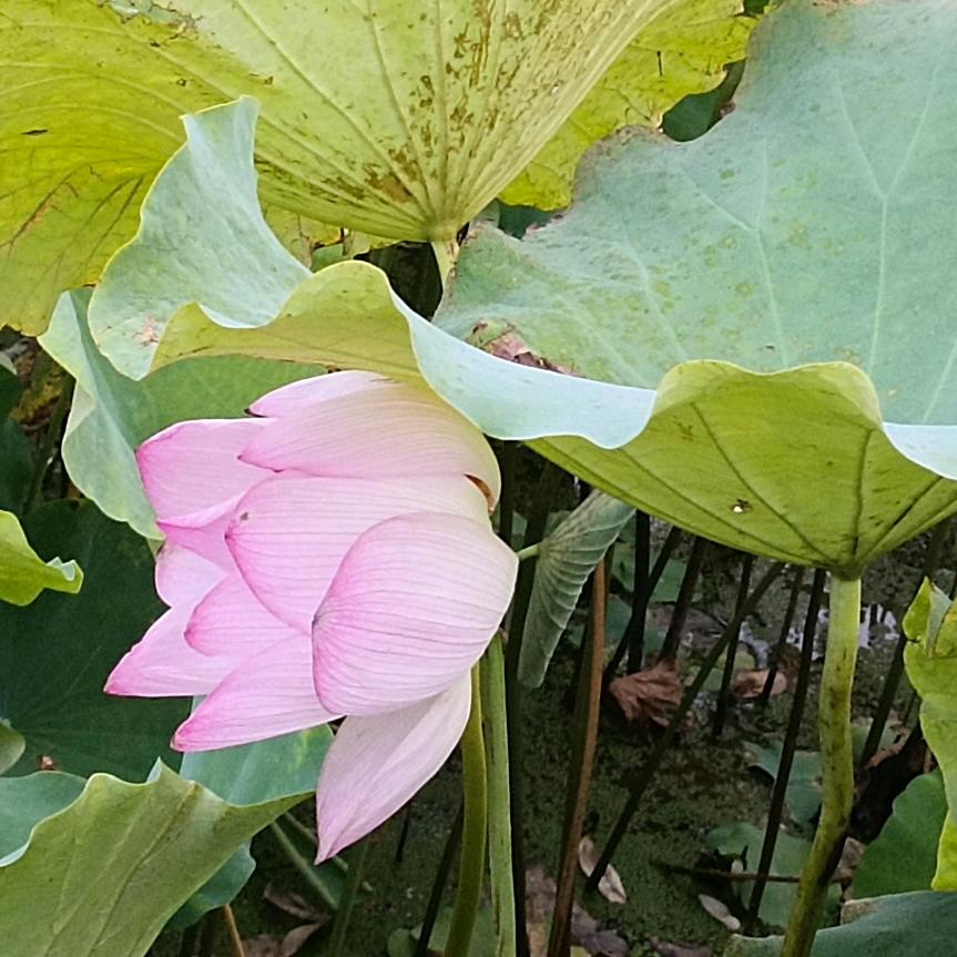 青草白云