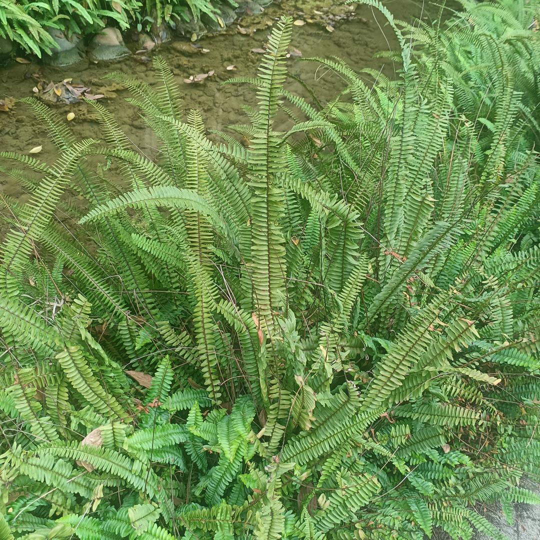 是陈大酱呢