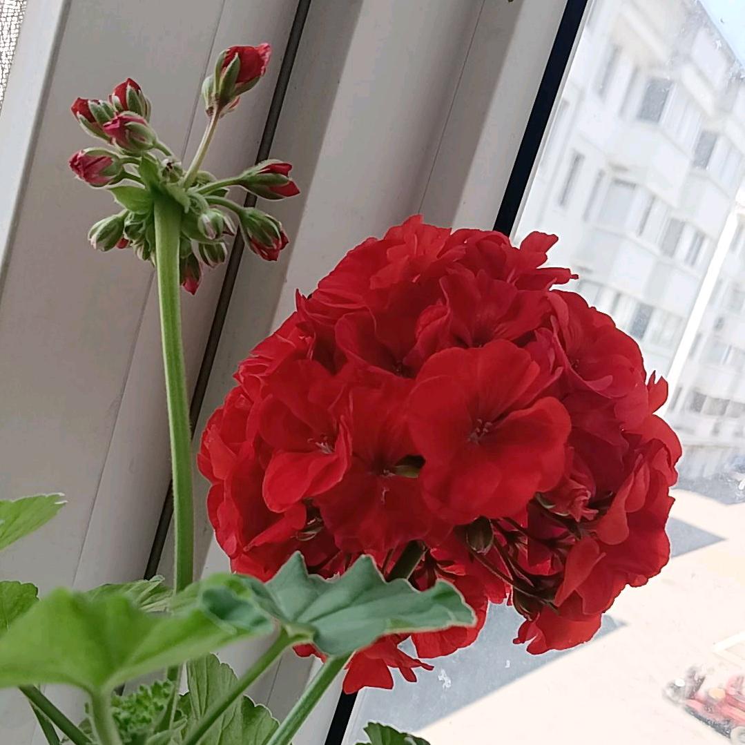 天赐百福（妙通）