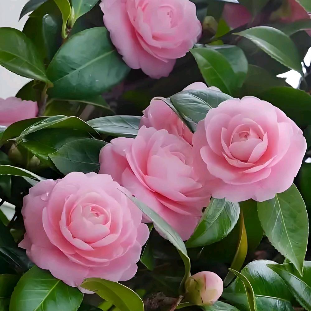 川云万亩山茶花老桩精选店