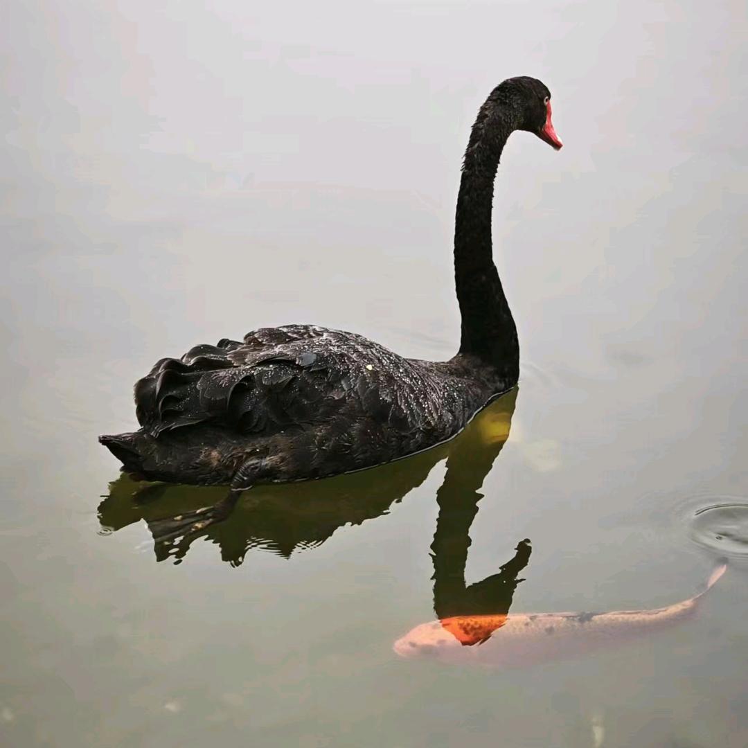 七彩虹