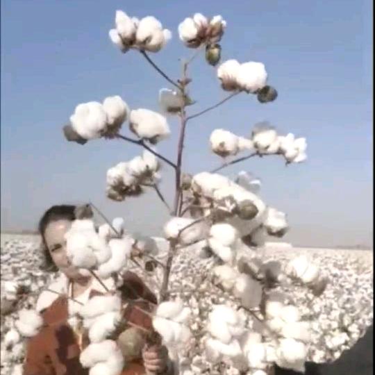 新疆礼当家种业