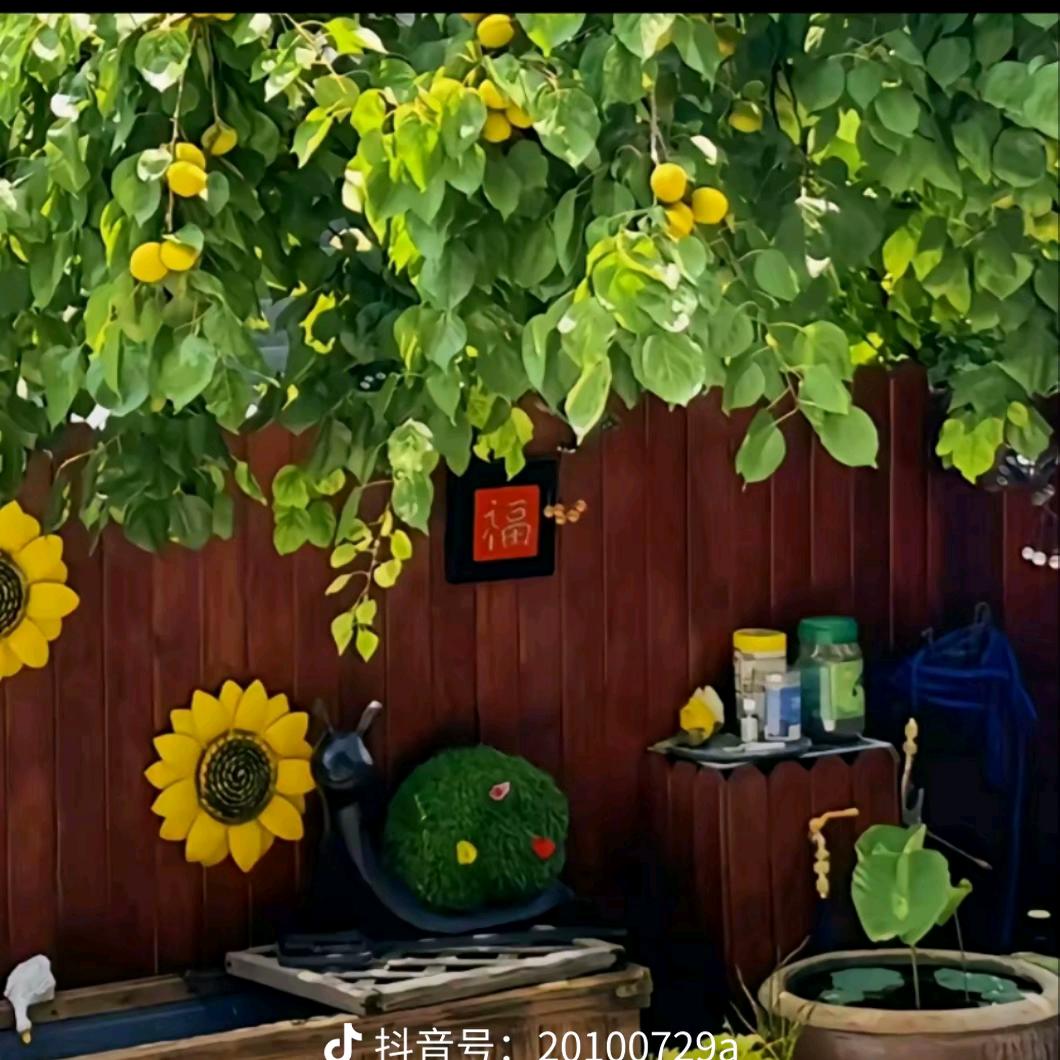 杏运连连