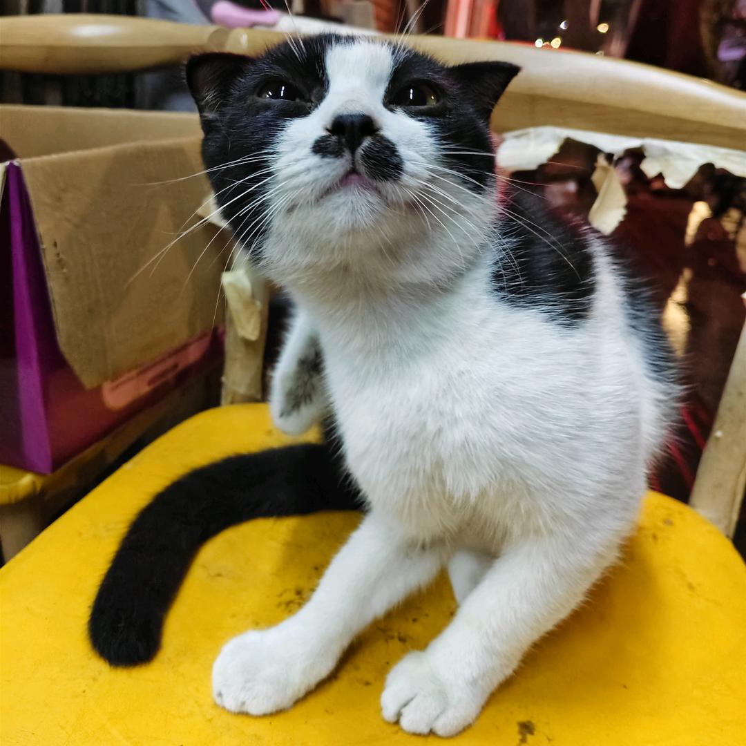 黏菌不爱吃香菇爱霉菌