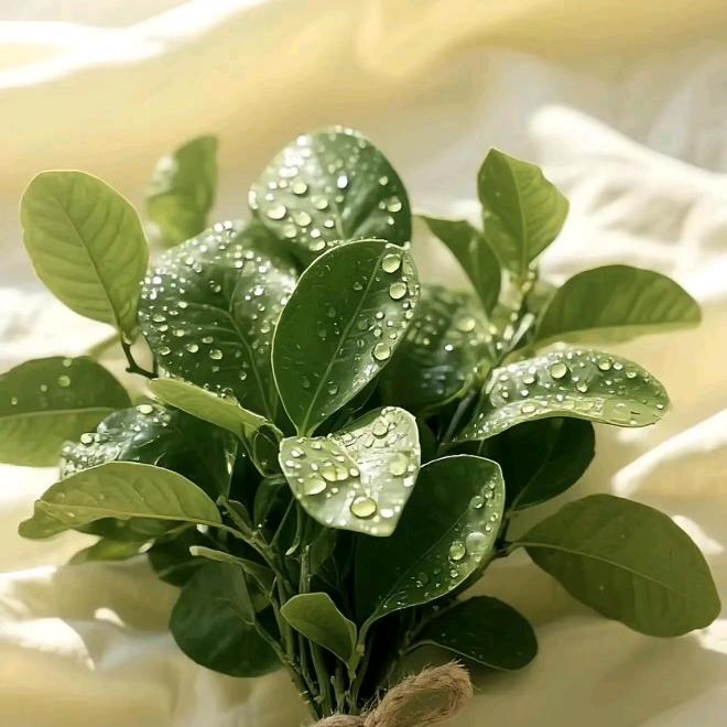 幸运满满灵悦商贸商行