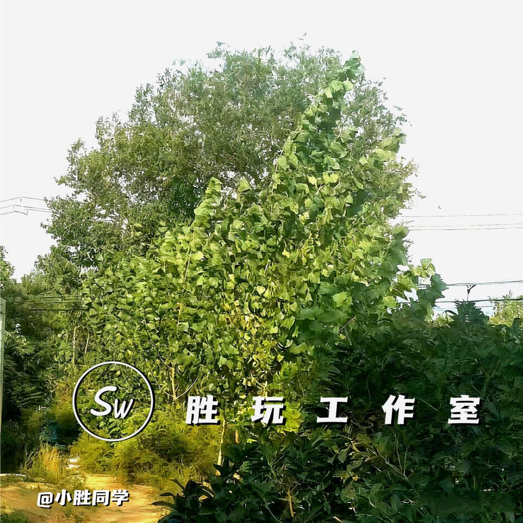 小胜同学（康佳还我自行车）