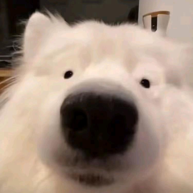 萌宠呆萌