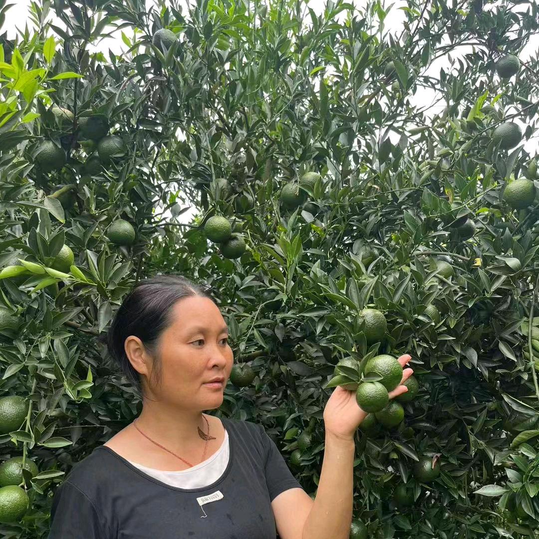 新会陈皮欢馨