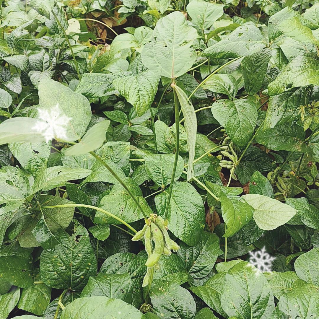 缘分~聊百草