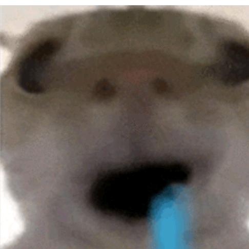 刀疤