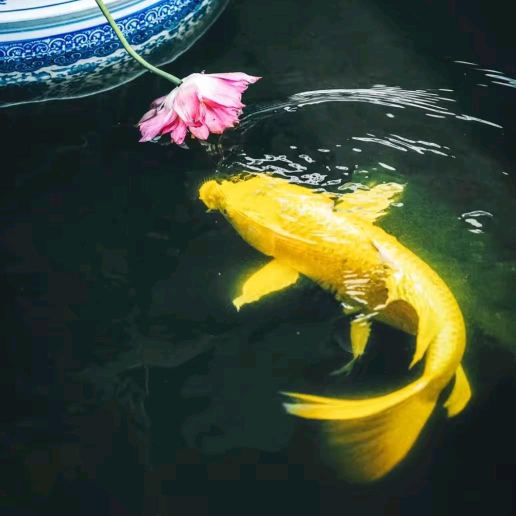 阿伟