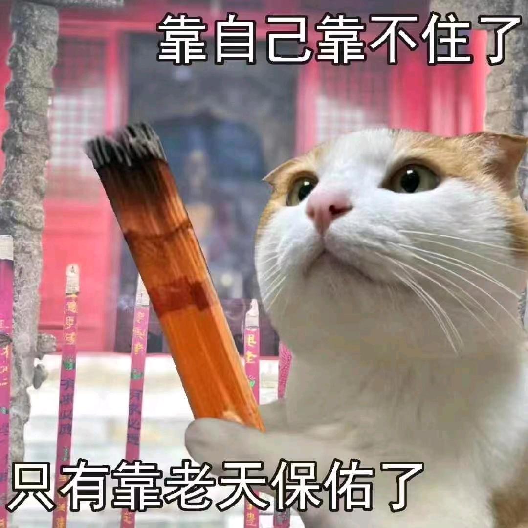 招财，喵