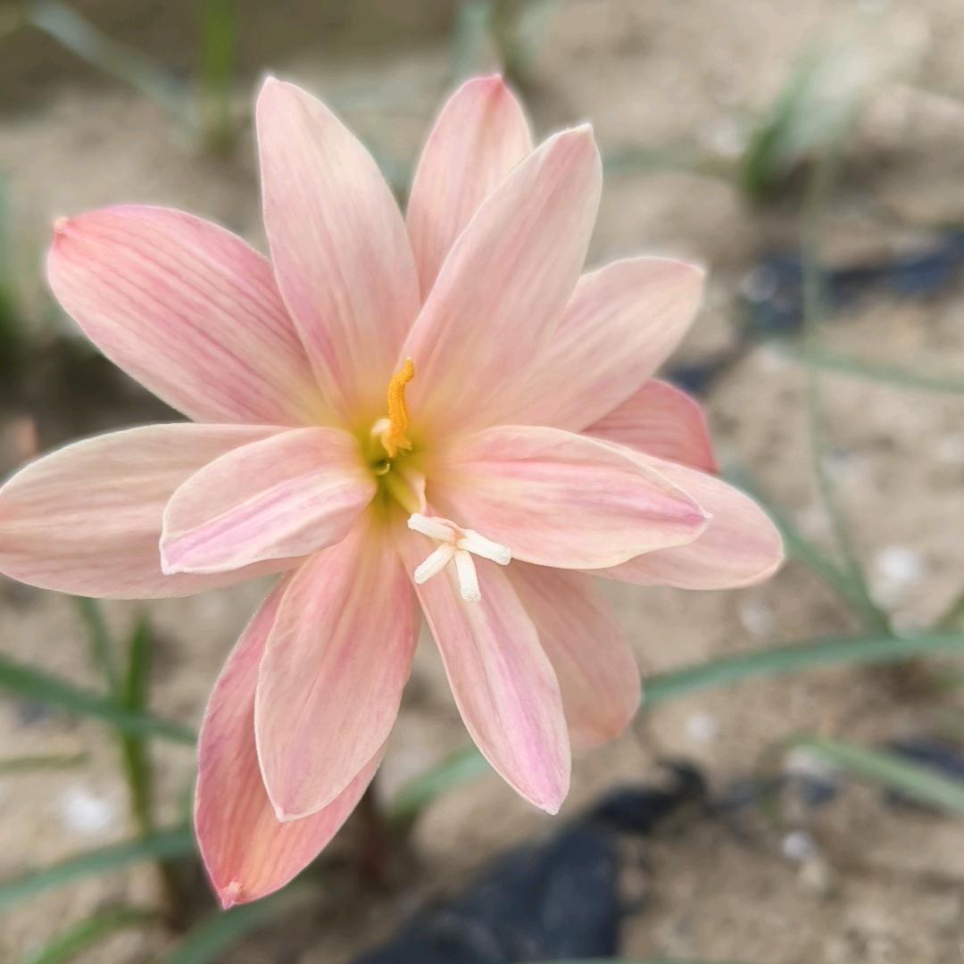 广西灵山风雨兰（接批发）
