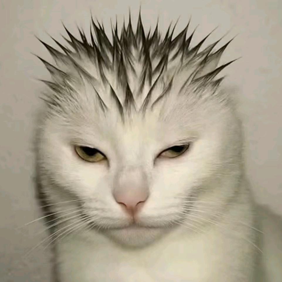 胖咩咩的懒猫