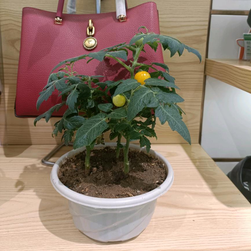 羽佳