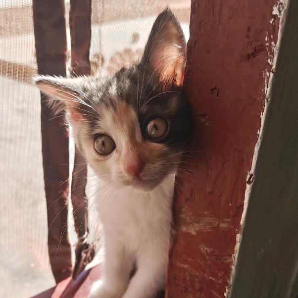 花花花了二十块