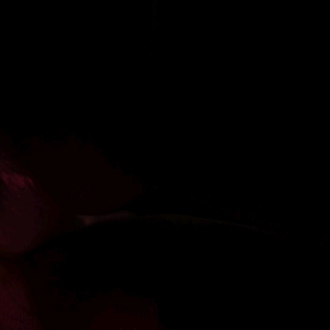 满眼皆 xc