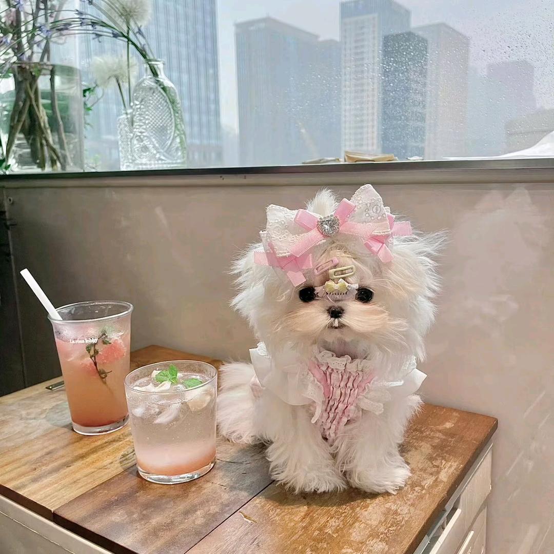 困成狗
