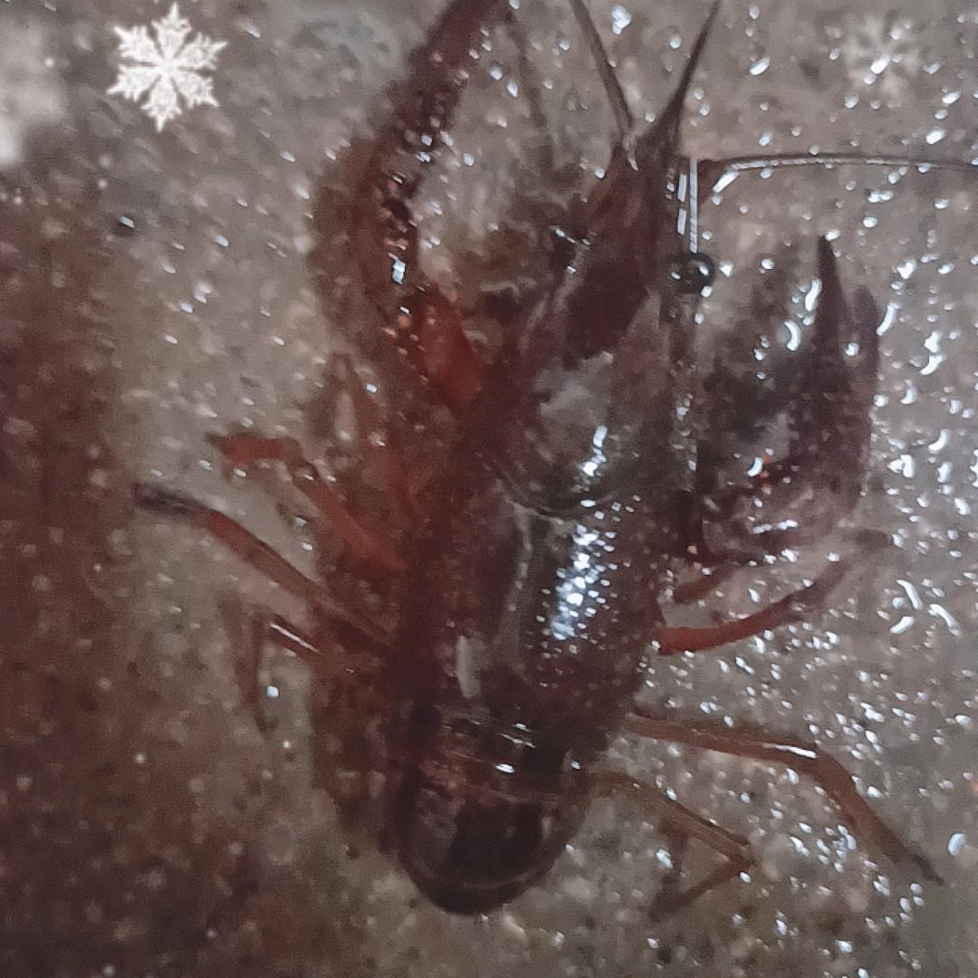 西关夜市小龙虾