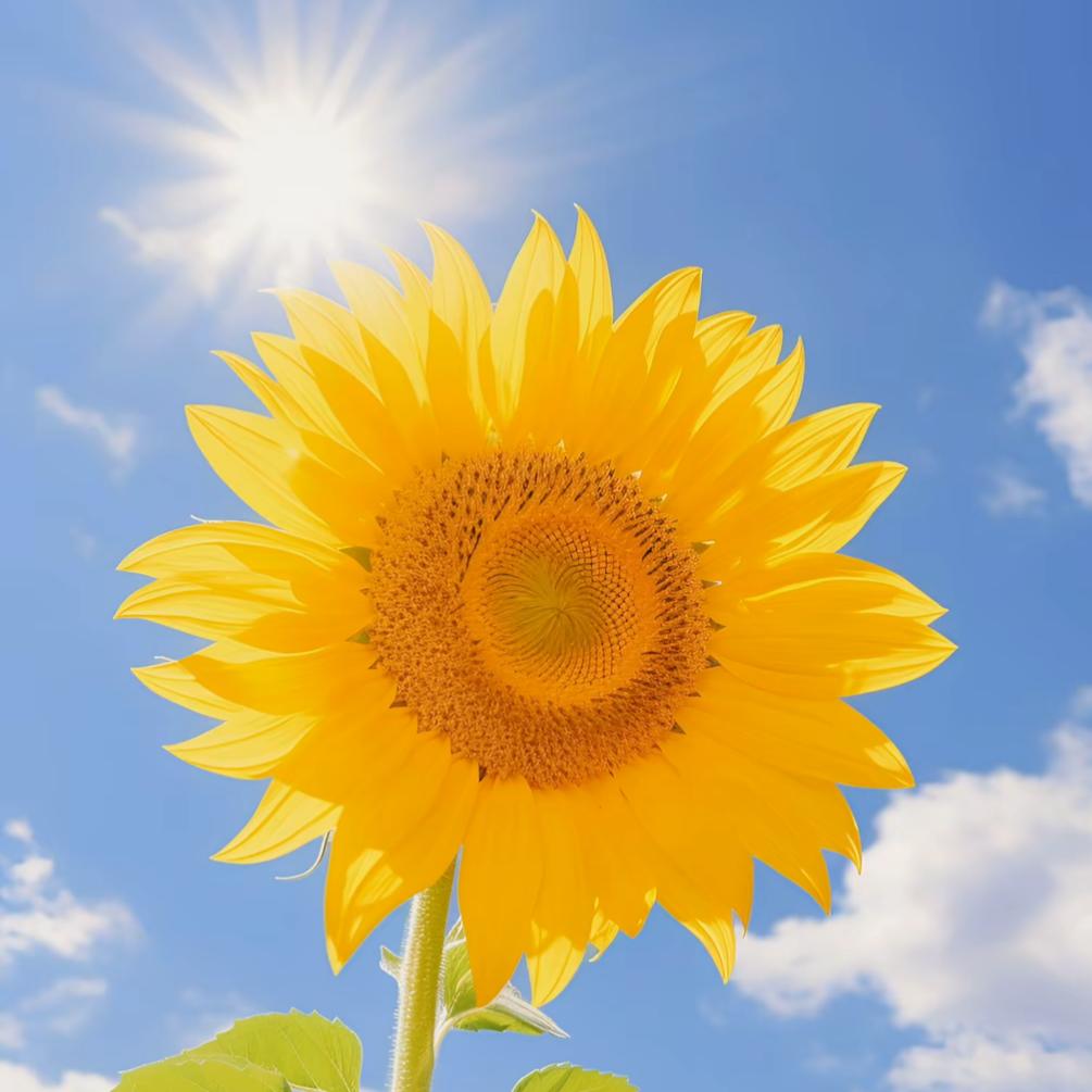 ༉好运🪷连连Ꮙ