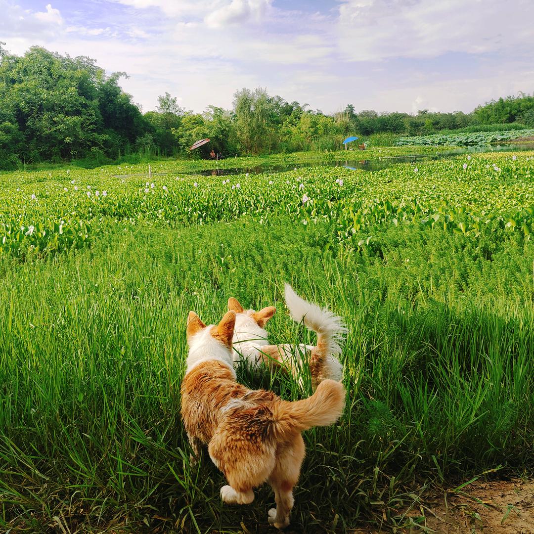 猫狗俩乖乖