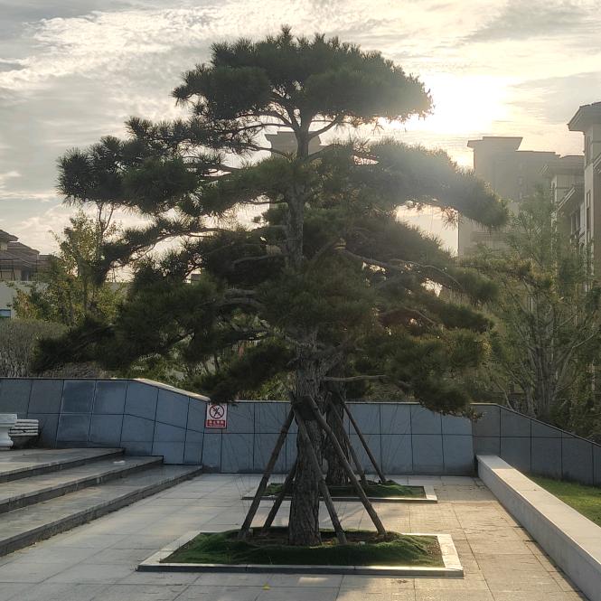 备六