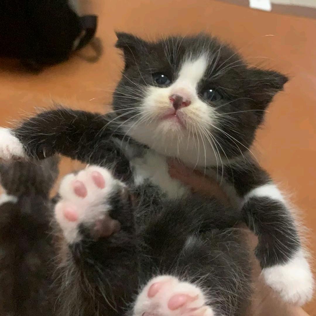 奶盖是只小奶牛🐄