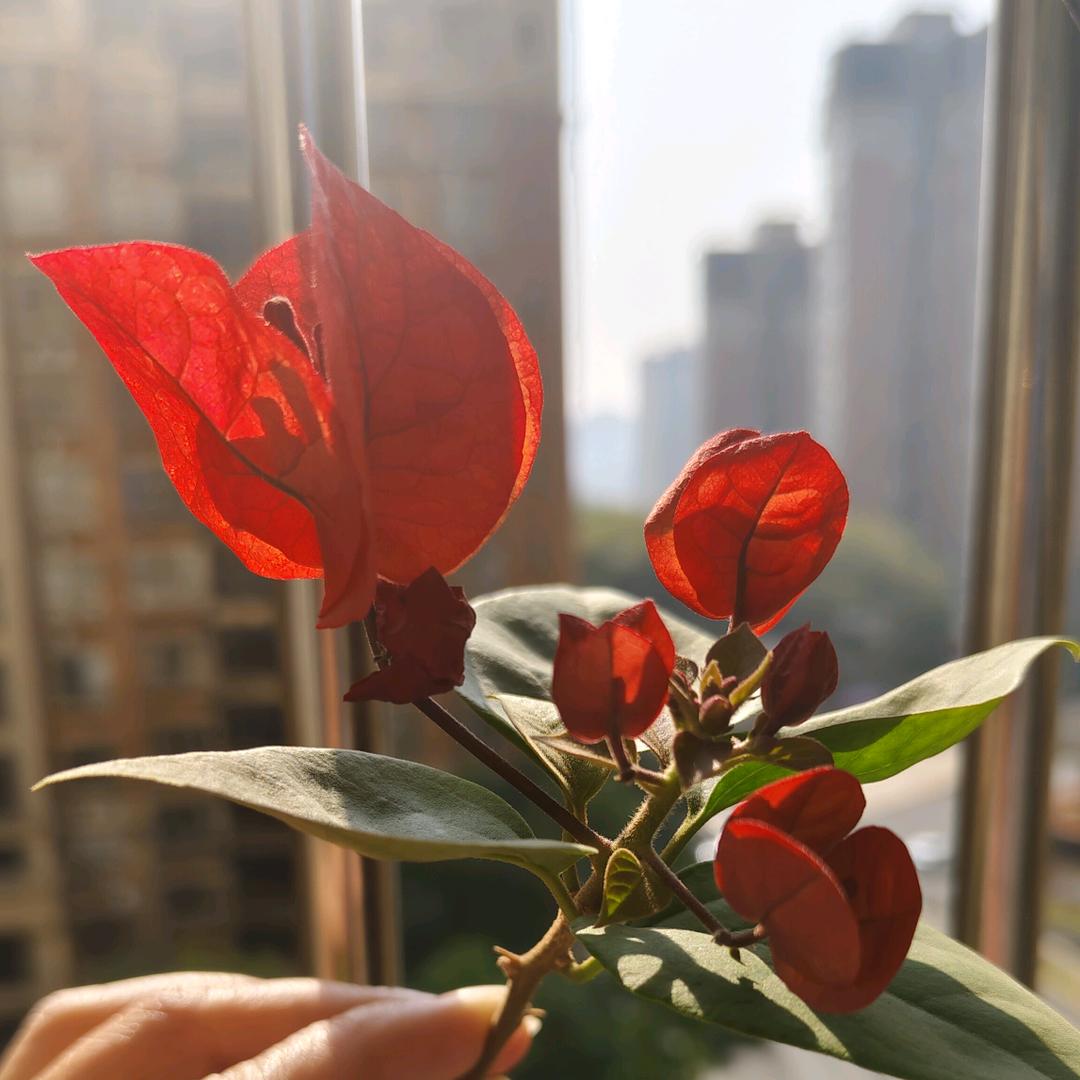 小糯米