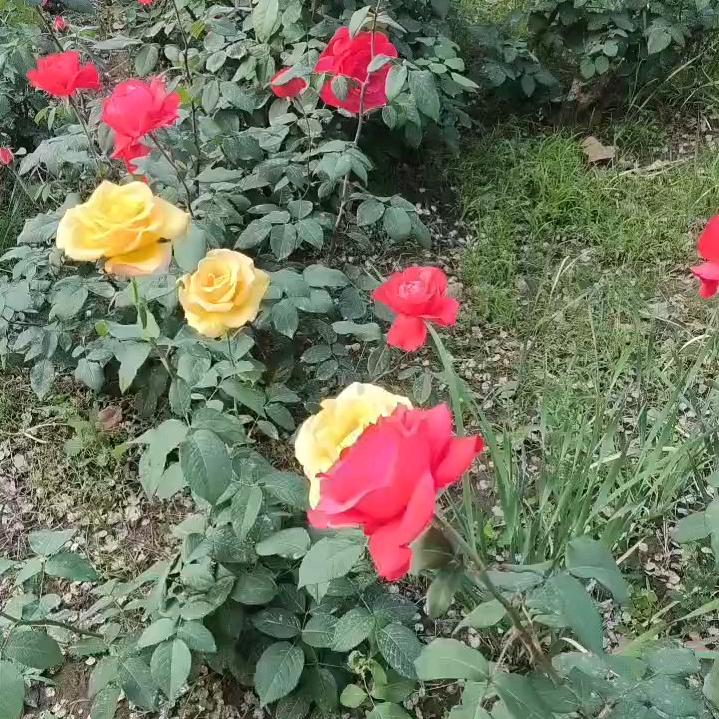 小蜜桃伤心了