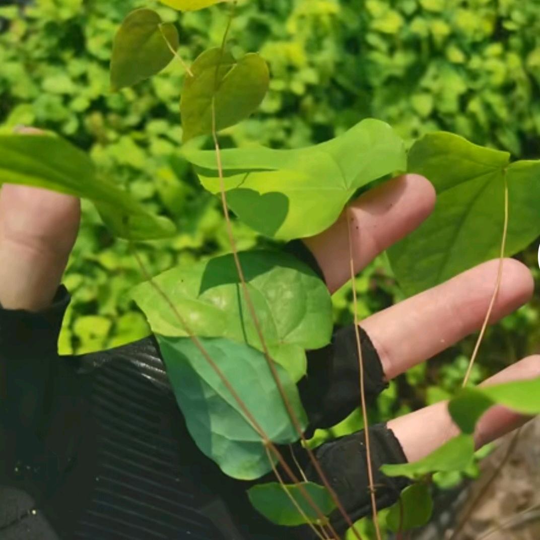 🌿仙草使者-小燕