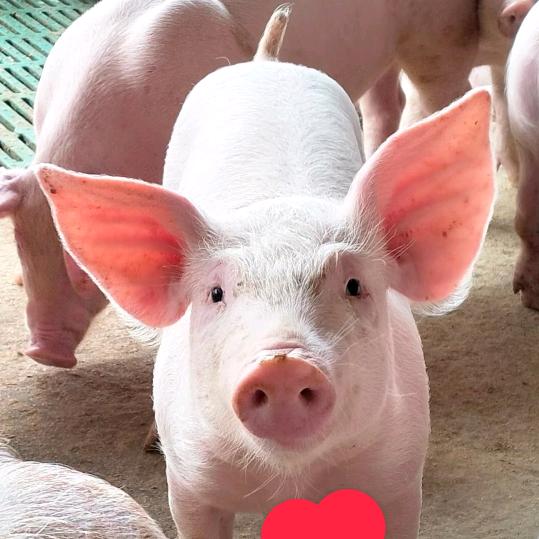 发财💰猪🐷