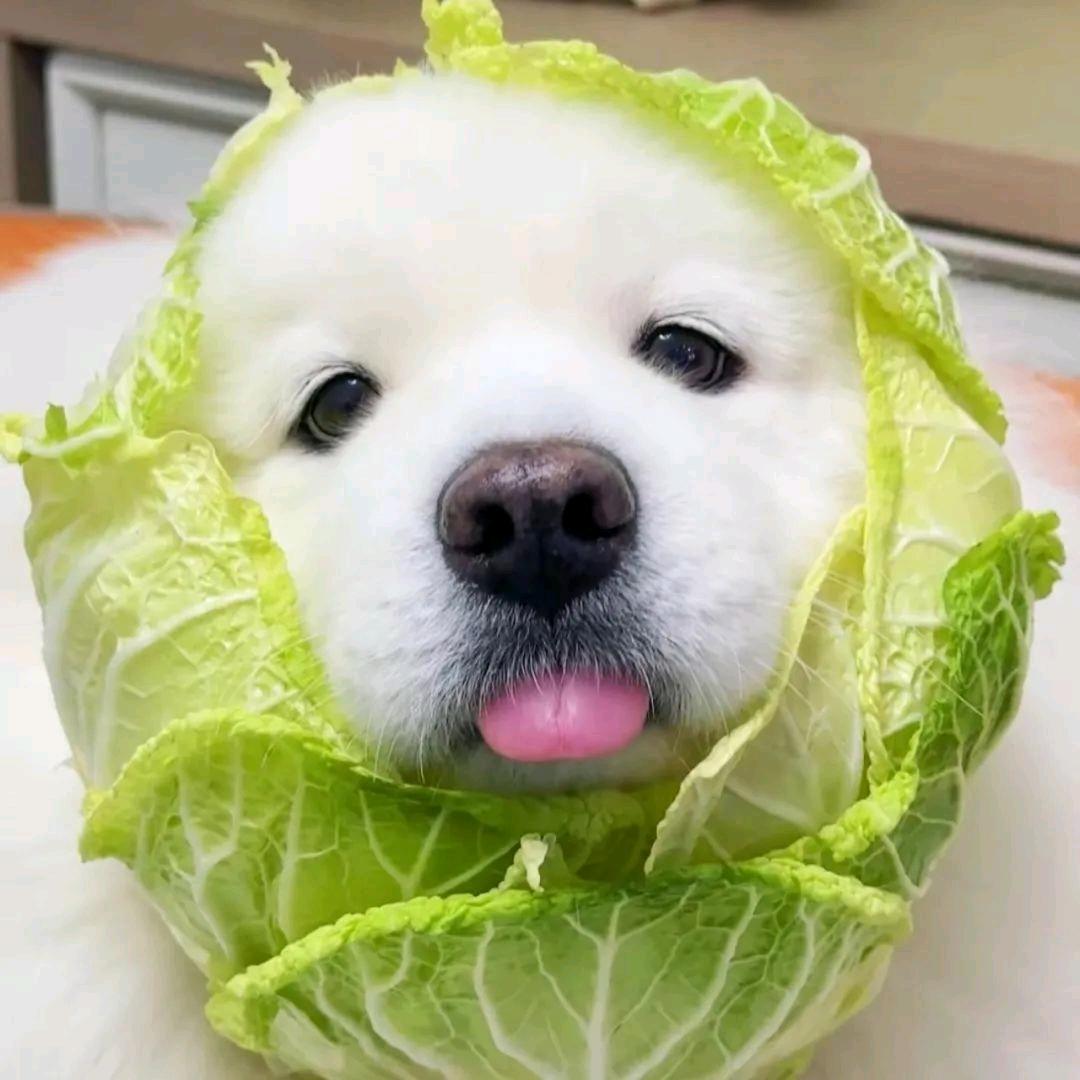 菜苟