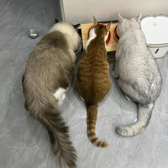 飞鱼
