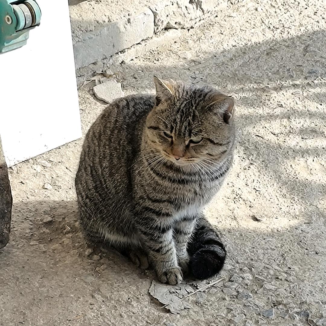 鸣蜩