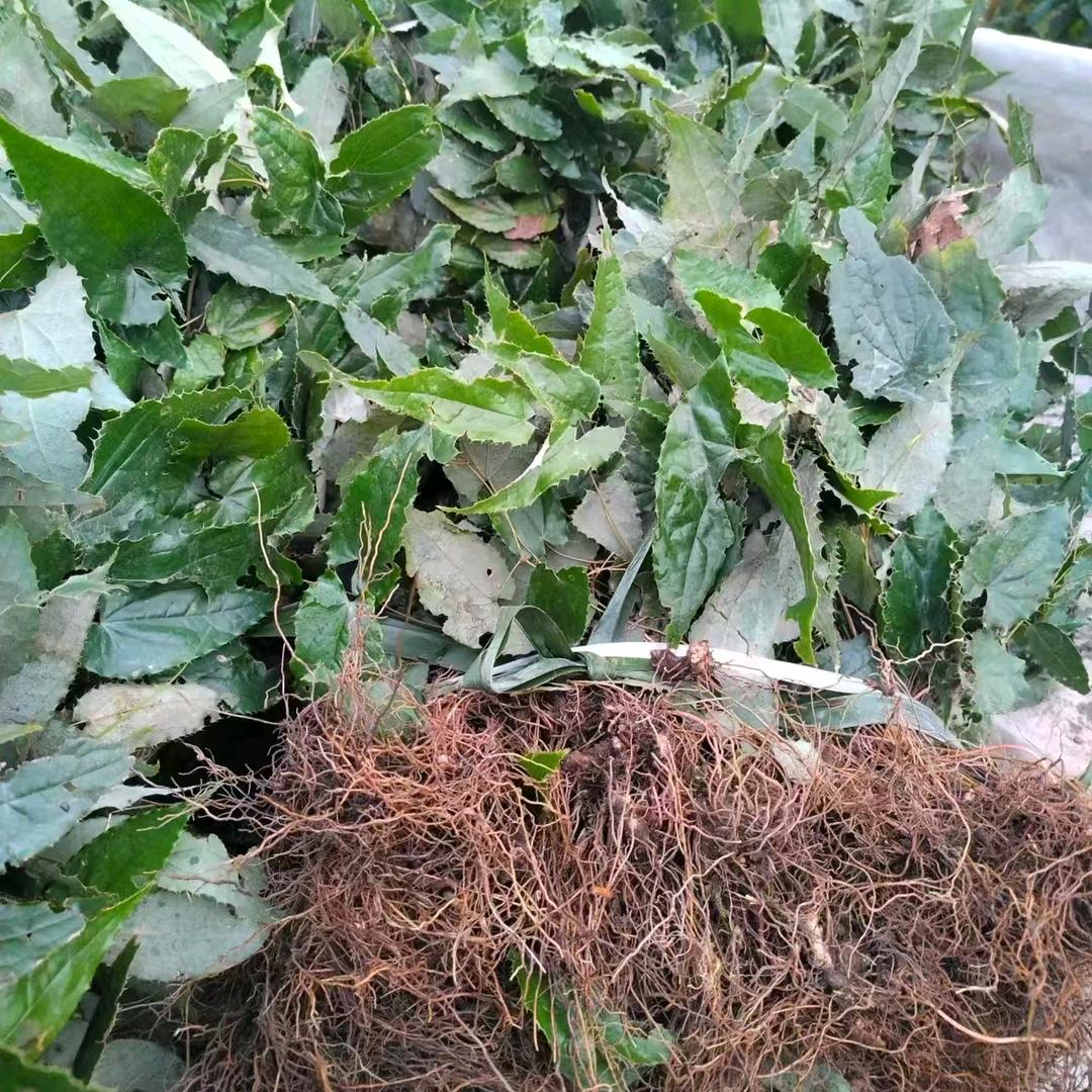 淫羊藿毛慈菇种苗