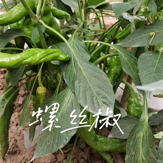 李红英