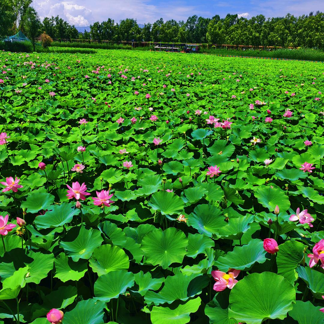 倩倩要瘦《20斤》