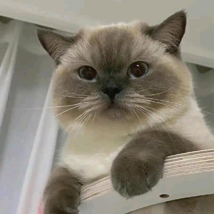 小晗