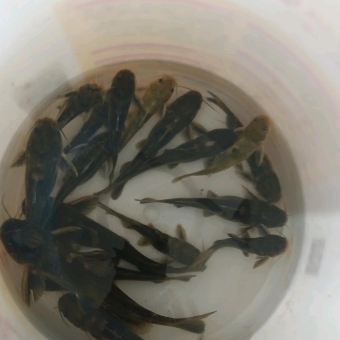 桐