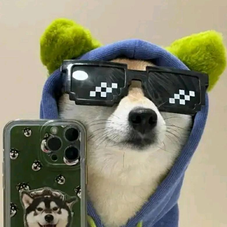 笨笨笨┘猪