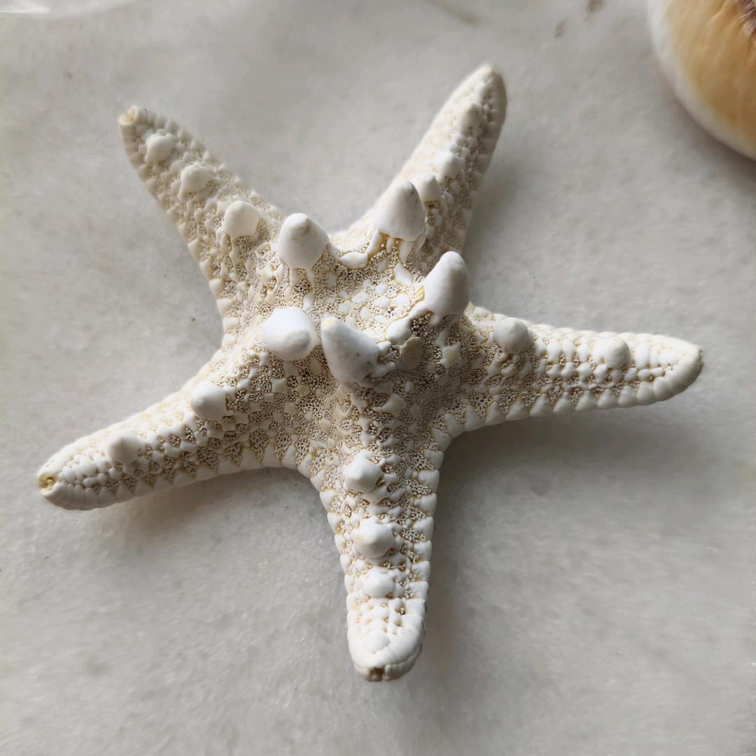 冰冰🧊鲨
