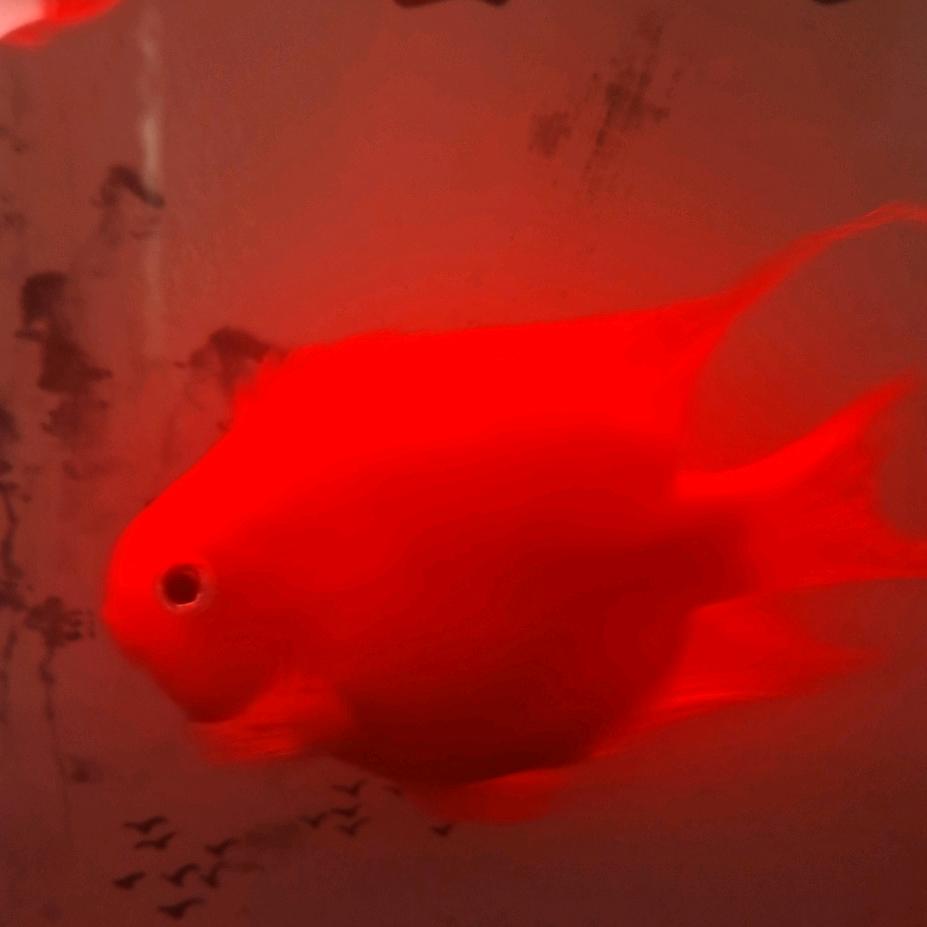 顺呦