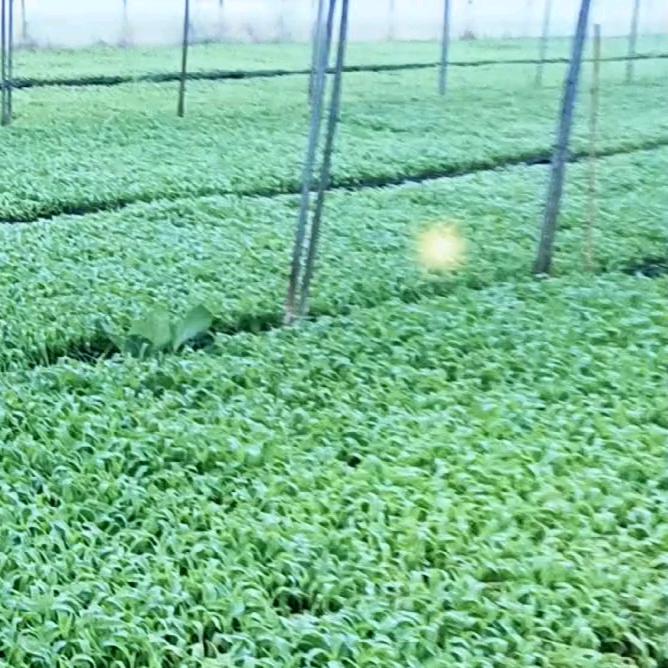 润东种苗