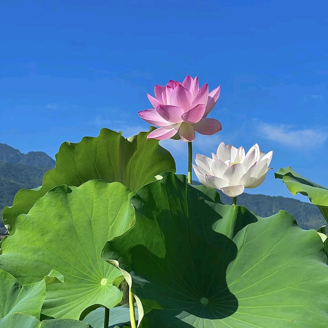 岑静无妄