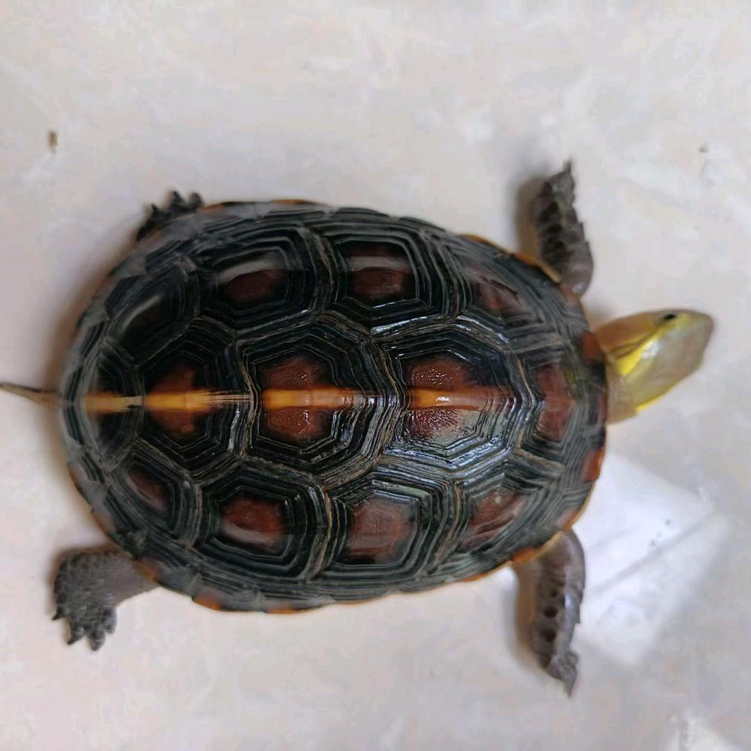 杰尼宠物店（常年收龟）