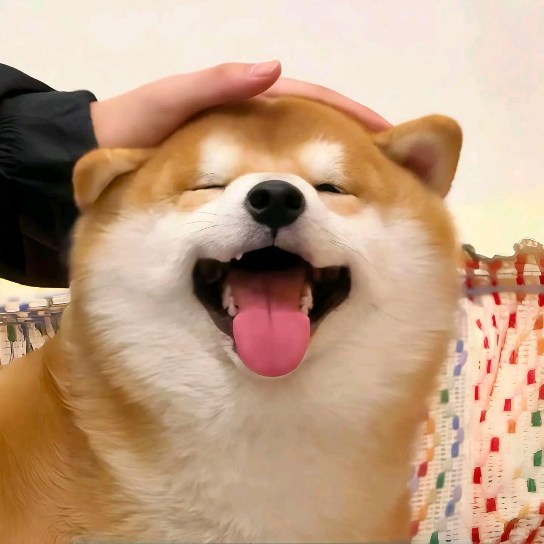 淰秋短剧（互关必回）