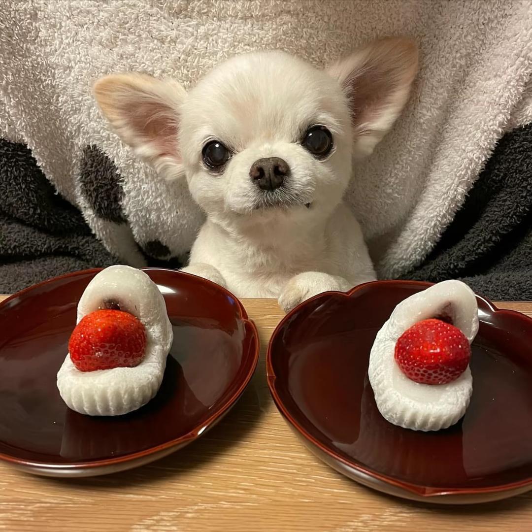 好运常伴小艺