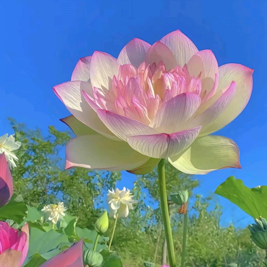 双胞胎奶奶2