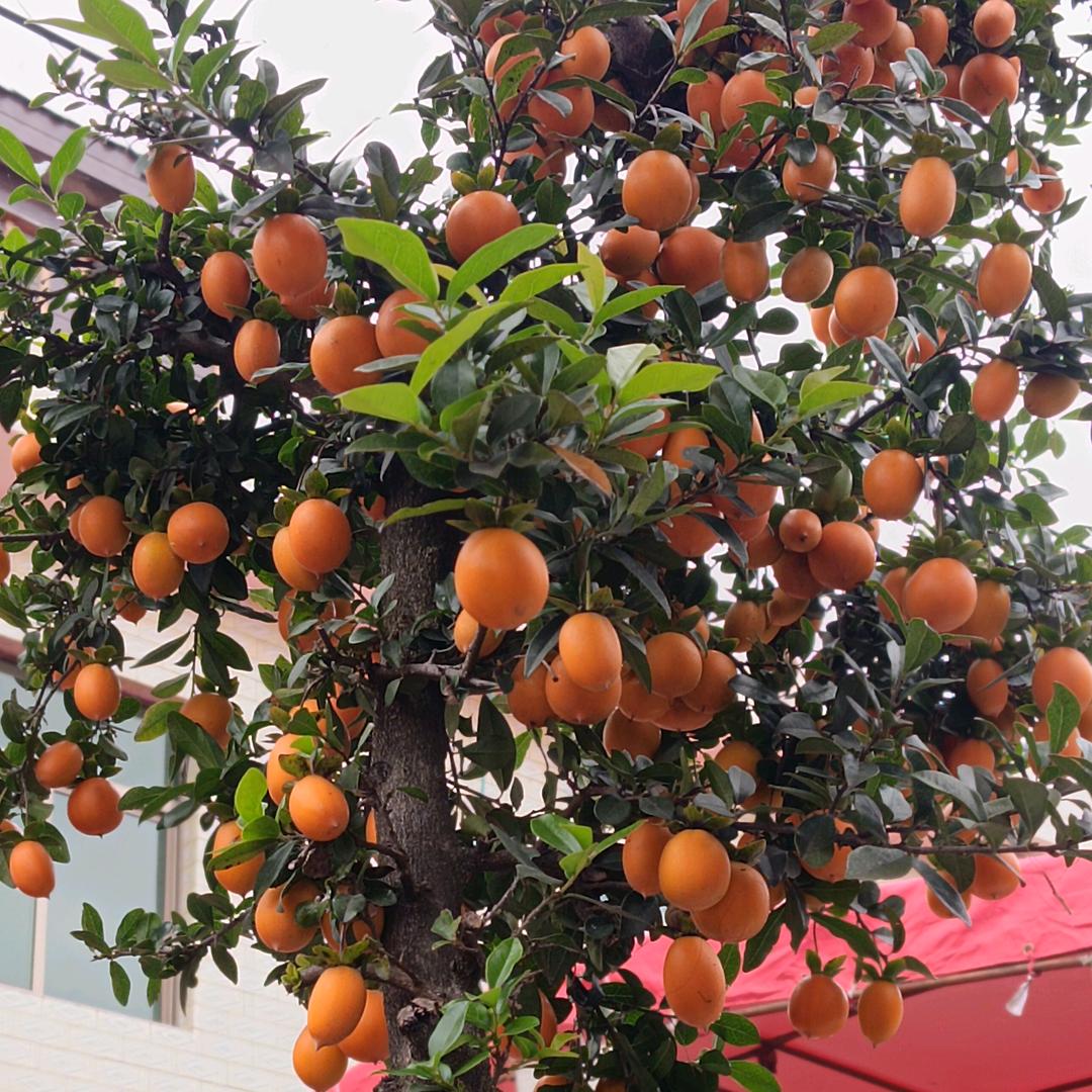 （周潘结缘江利哥）